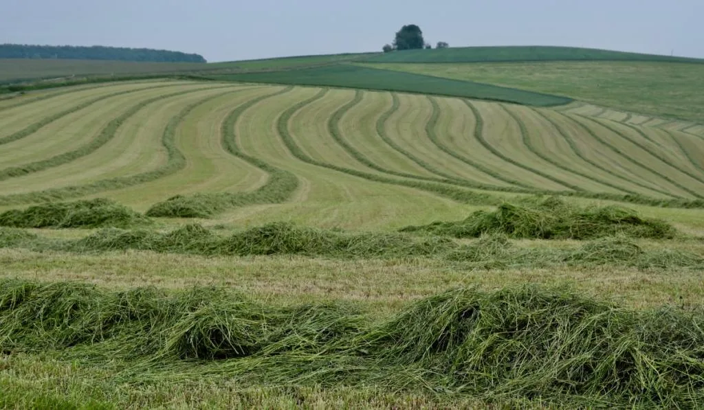 Mown grass meadow for hay recycling.
