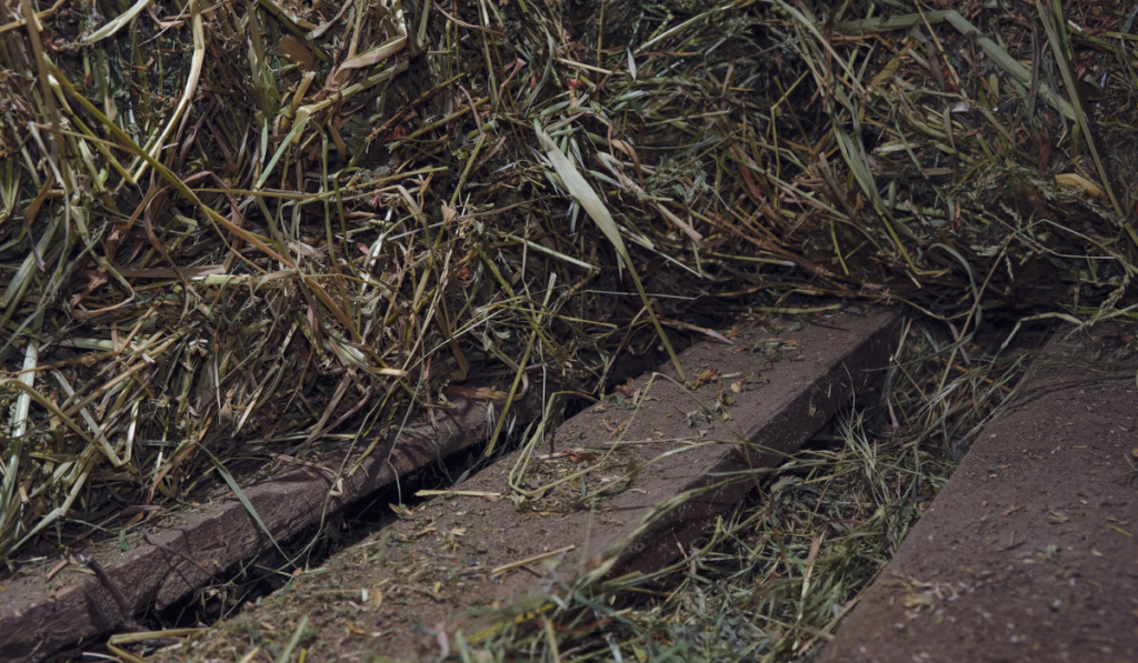 Hay bales of alfalfa mixed with an oats grass stored on old wooden pallet close up backdrop.
