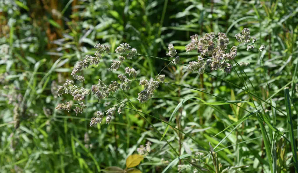 Orchardgrass Hay in the field