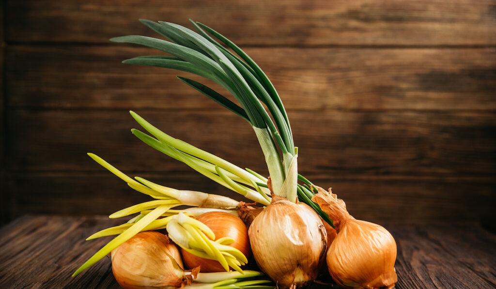 Pile of onions with green sprouts on a dark wooden background