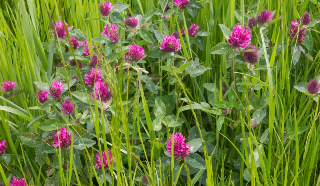 close up photo of Red Clover Hay