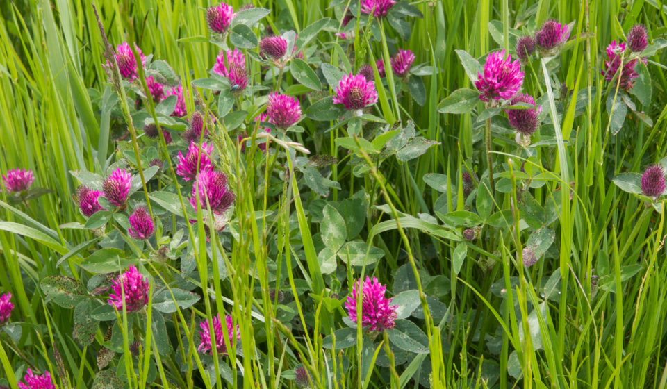 15 Types of Hay for Cows Farmhouse Guide