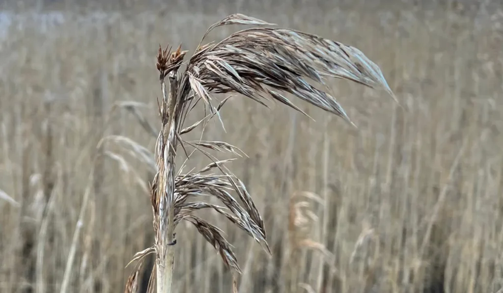 One reed canary grass in front of other plants growing on coast line.
