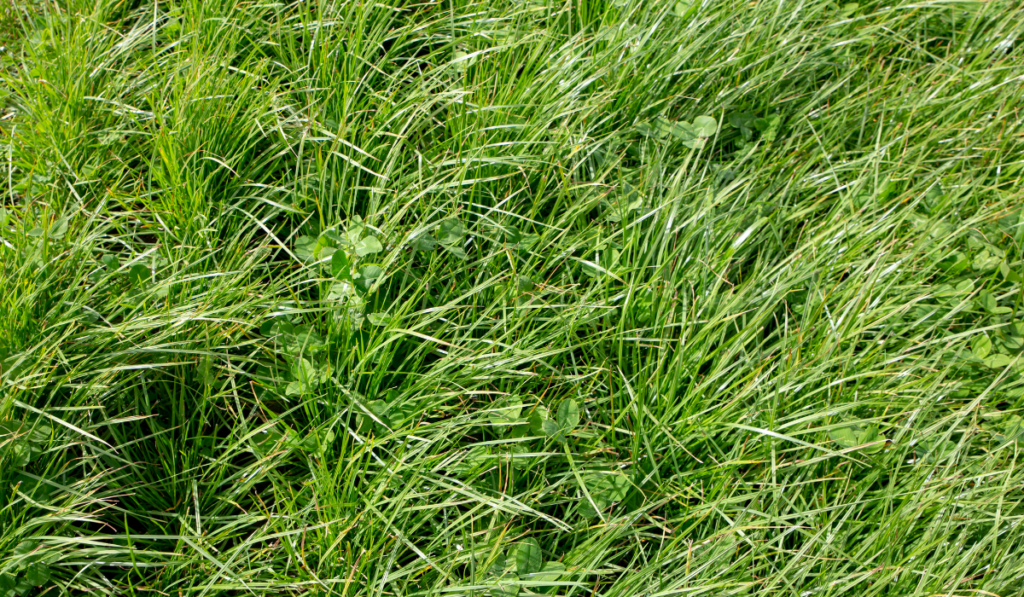Perennial ryegrass and large leafed white clover grown by farmers for pasture, hay and stock feed
