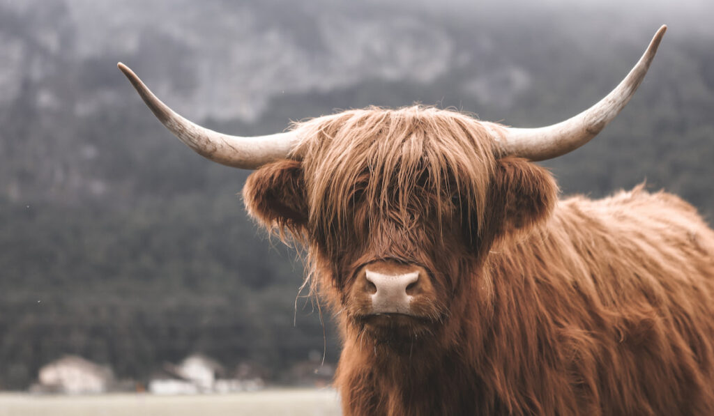 Scottish Highland Cattle in Switzerland