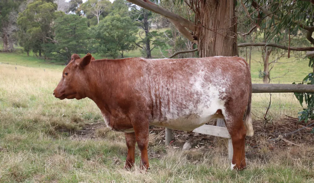 Shorthorn charlais cross cattle grazing