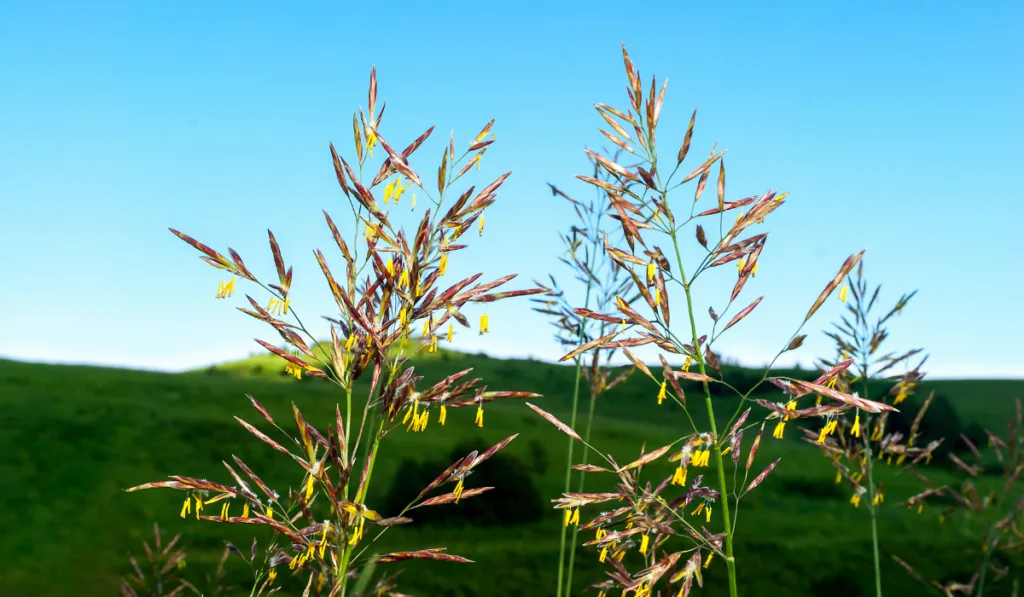 Flowering of Smooth Bromegrass Hay