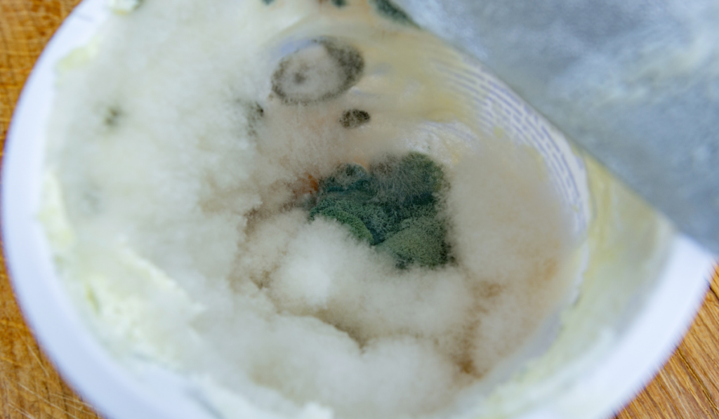 Spoiled sour cream with mold that has formed in a fridge for several weeks