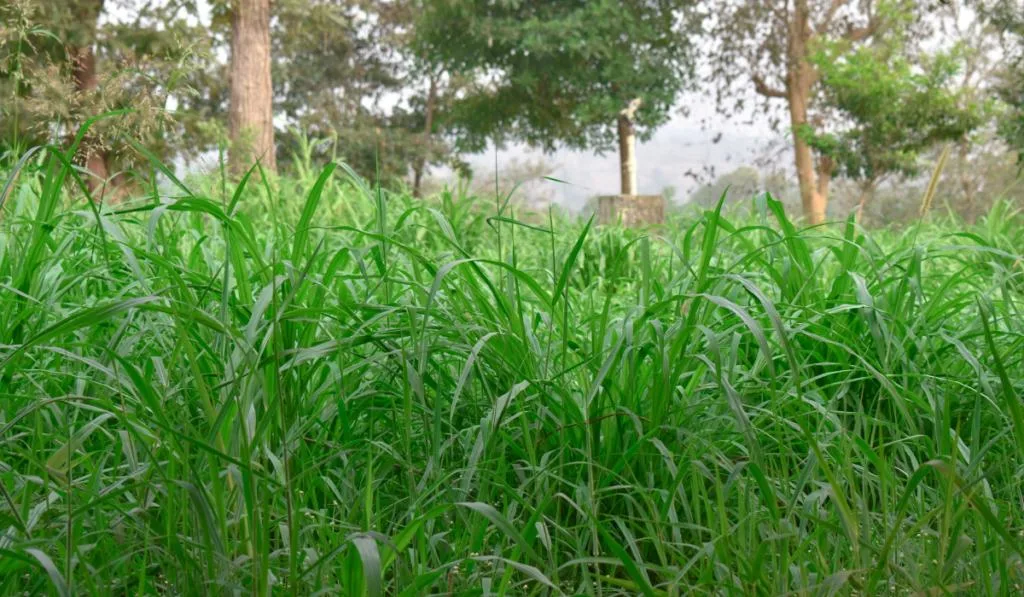 Seed Sorghum Sudan Grass for Cow And Goat
