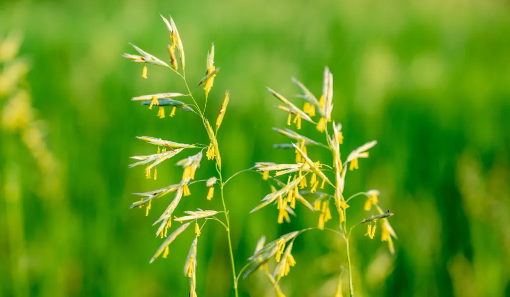 Tall fescue with spikelets in an open pasture.
