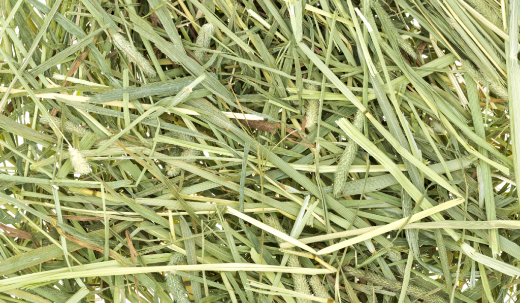 close up photo of Timothy Grass Hay