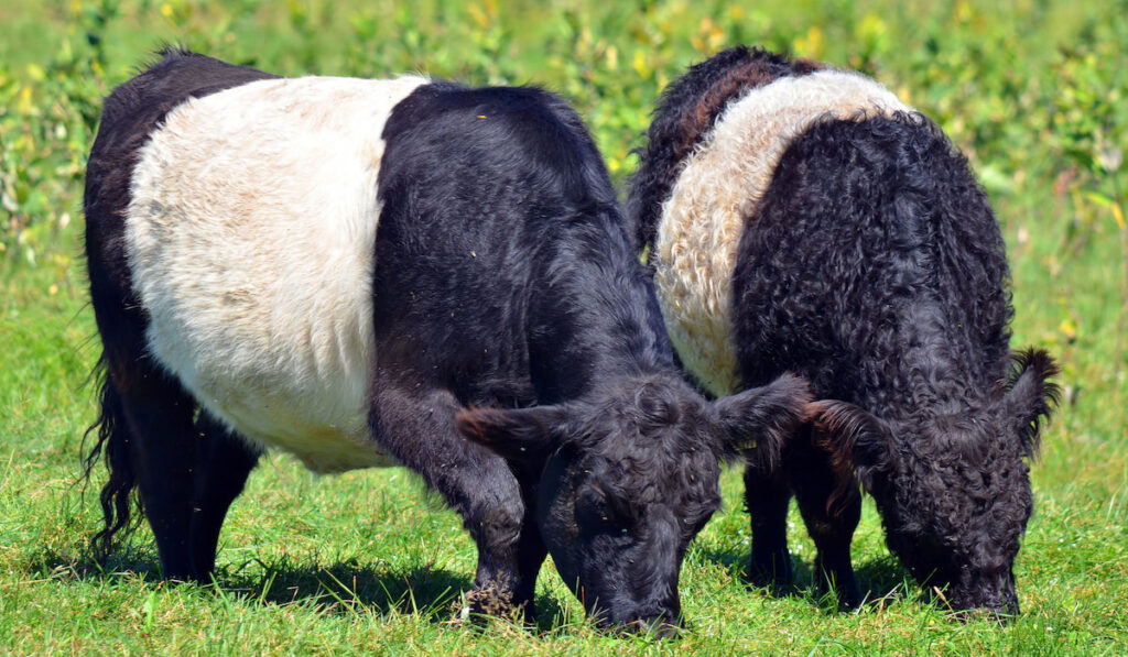Two belted galloway grazing in South West Scotland