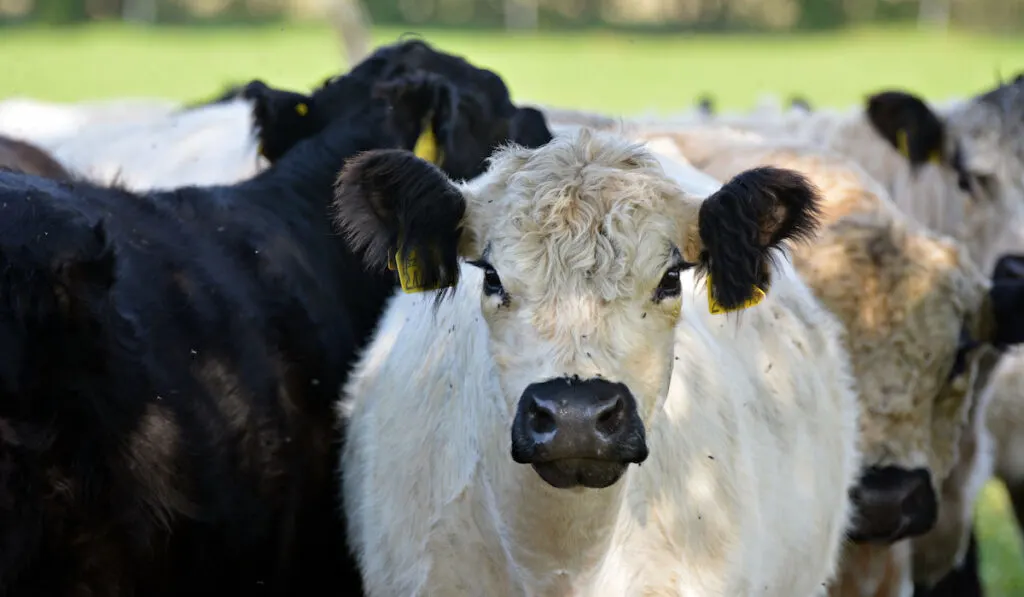 White galloway cow