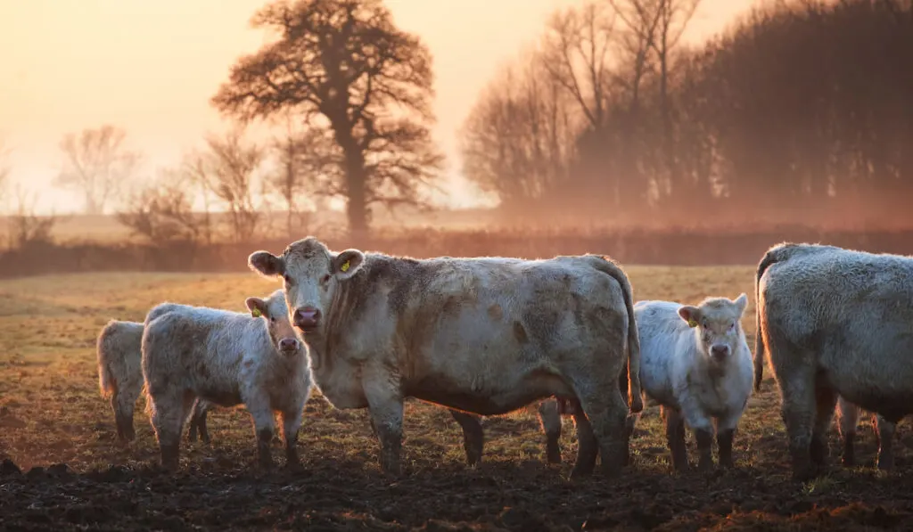 Whitebred shorthorn cows in England Farm