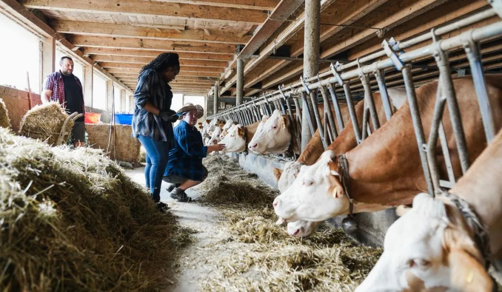 Young multiracial farmer people working together inside cowshed - Focus on bottom cows
