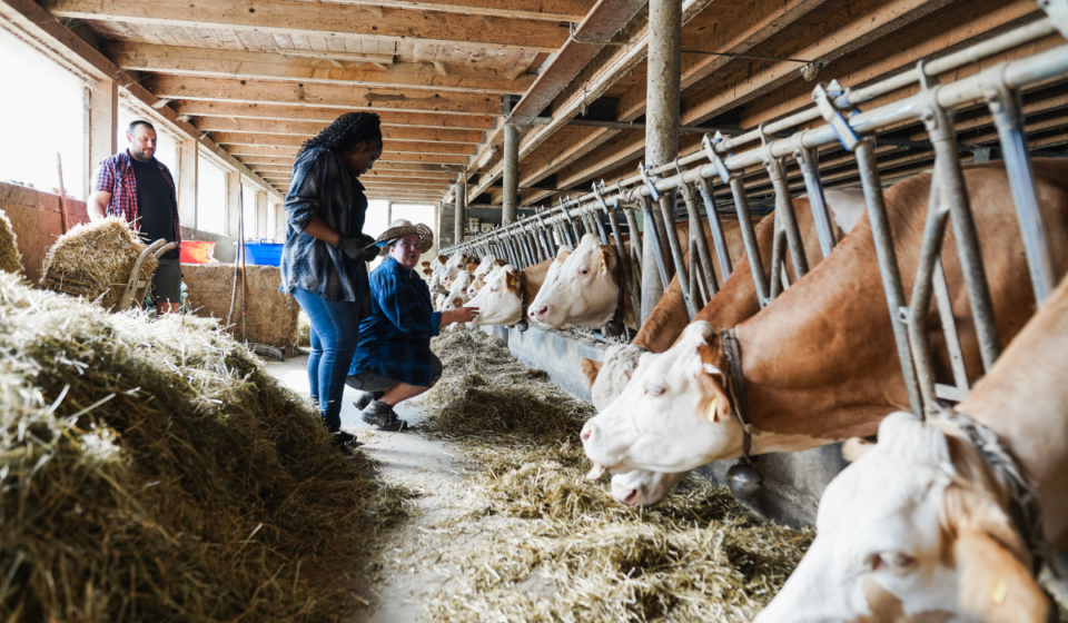 15 Types of Hay for Cows Farmhouse Guide