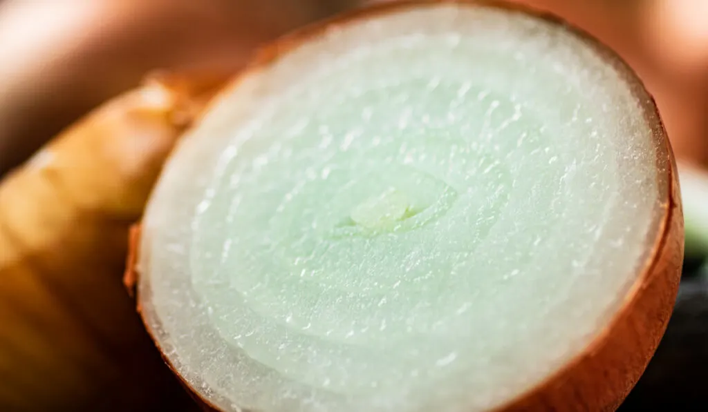 macro shot of a slice of onion 