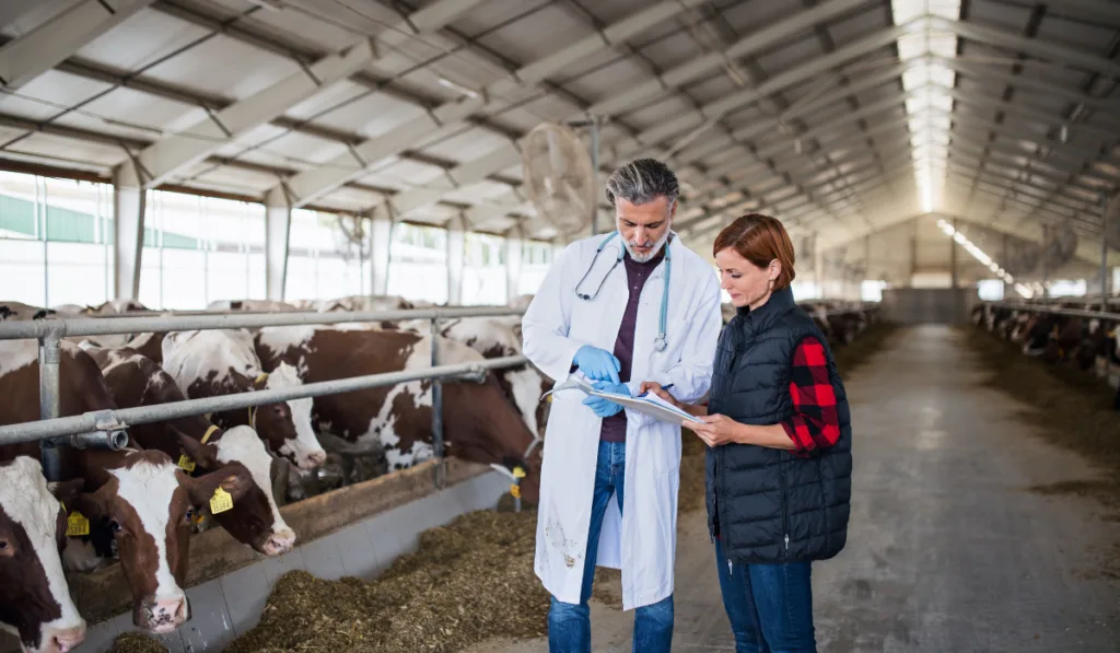 Woman manager and veterinary doctor on diary farm,