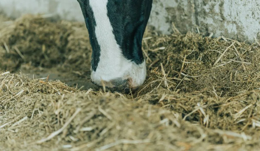 the snout of a cow eating oat hay in a cattle feed trough
