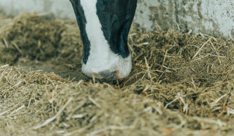 15 Types Of Hay For Cows - Farmhouse Guide