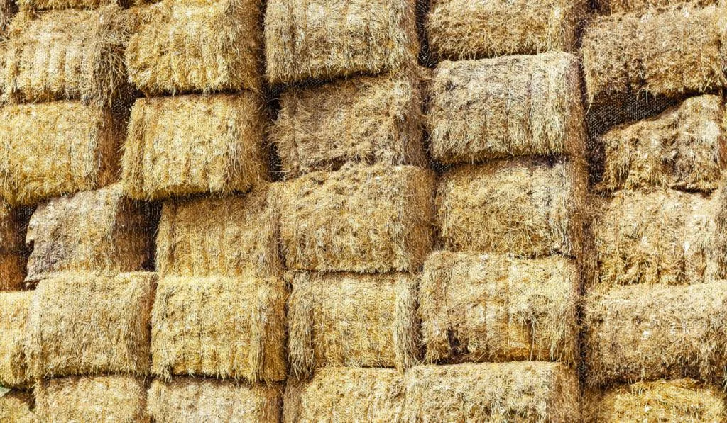 Warehouse of rectangular bales of hay