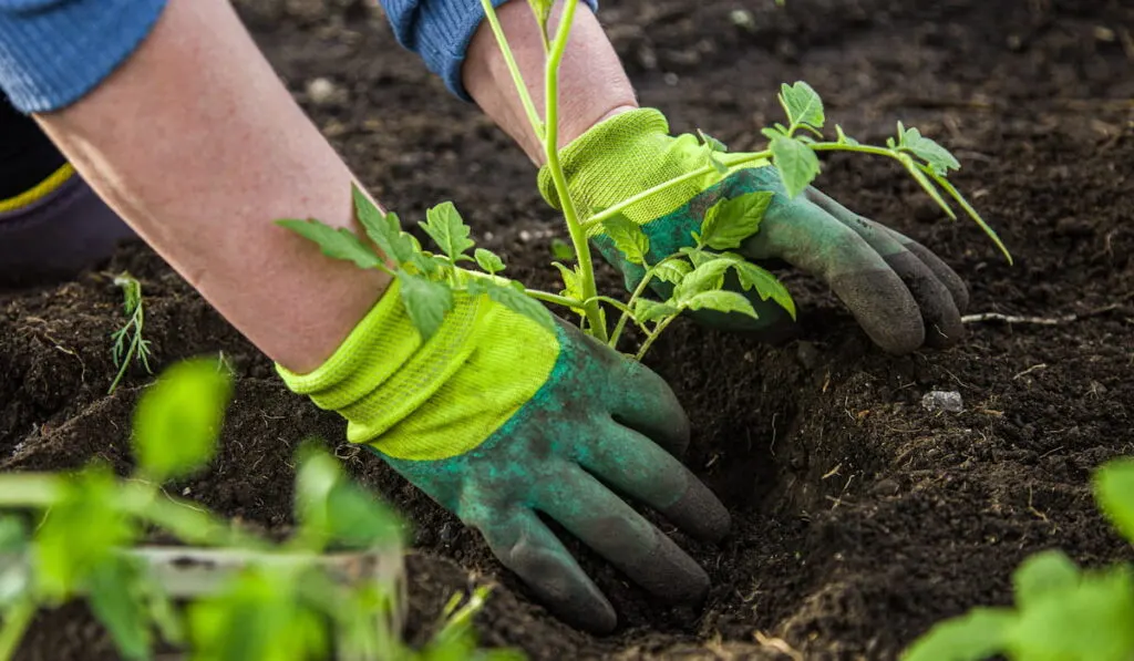 woman in gloves plants a bush of tomatoes in the ground