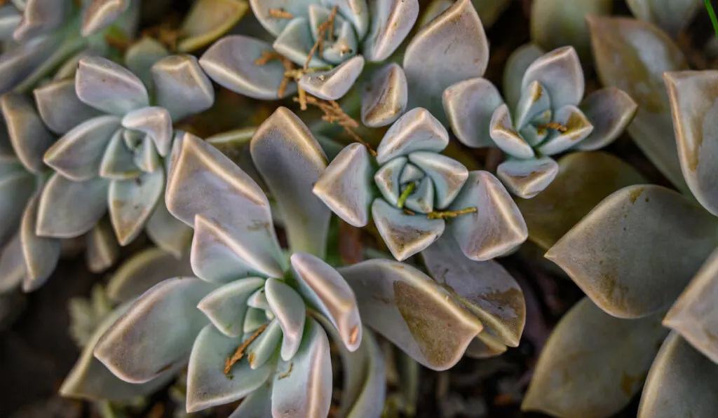 A closeup of a Ghost plant growing in a pot