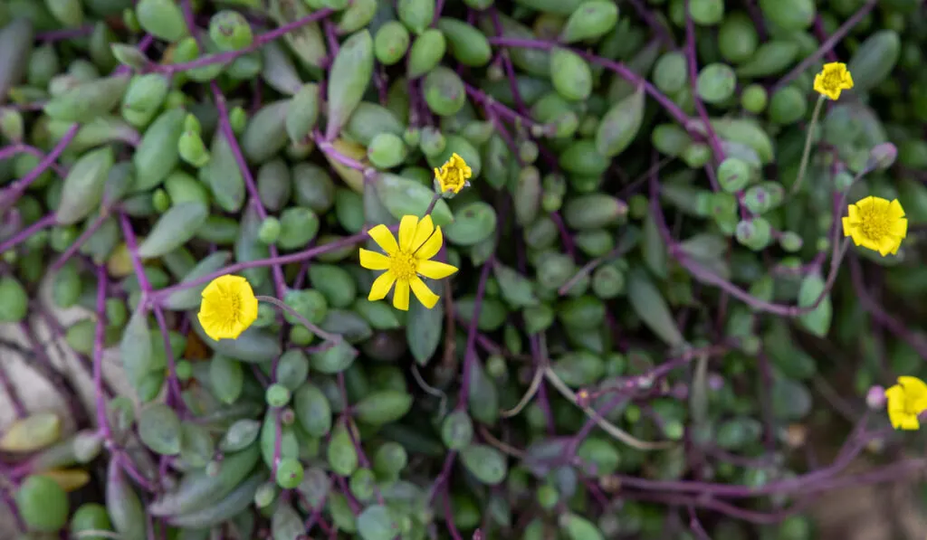 A flowering Ruby Necklace succulent