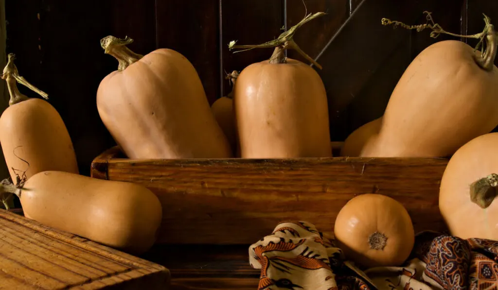 A harvest of butternut squash in a wooden box on dark storage room 