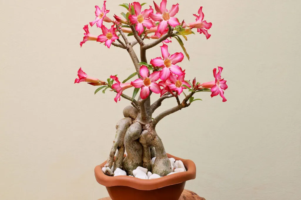 A vase of pink desert rose with several flowers and a very developed caudex