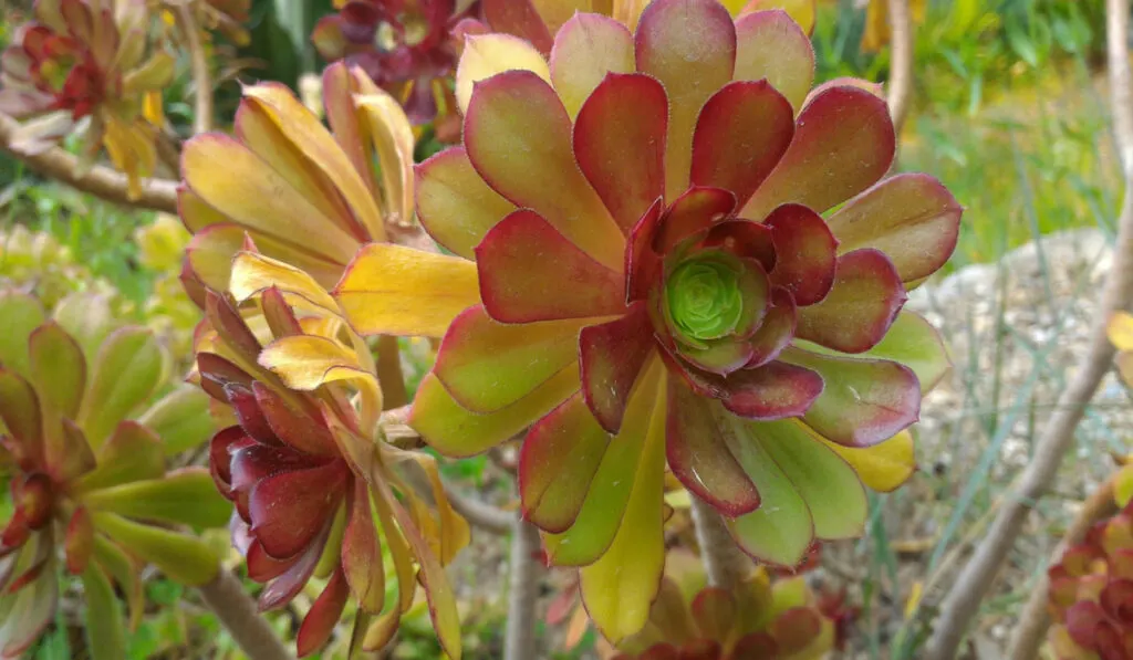 Aeonium arboreum the tree aeonium in the garden