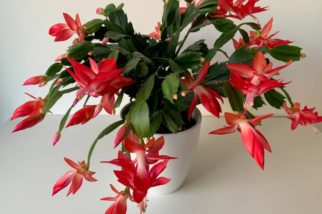 Beautiful blooming Christmas cactus houseplant with vibrant pink red flowers in white flower pot