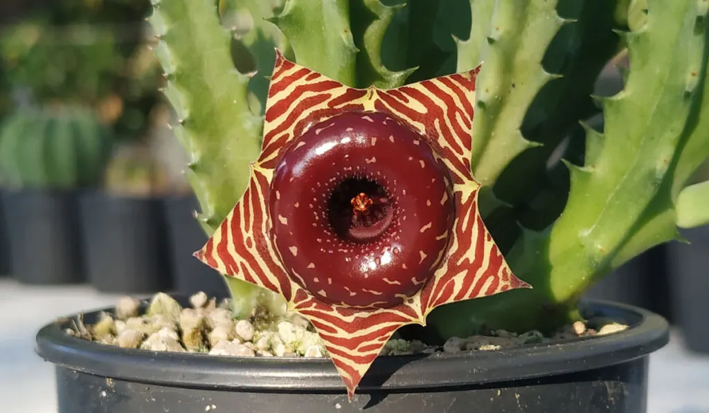 Booming Flower of Life saver cactus or Huernia Zebrina in a pot under afternoon light