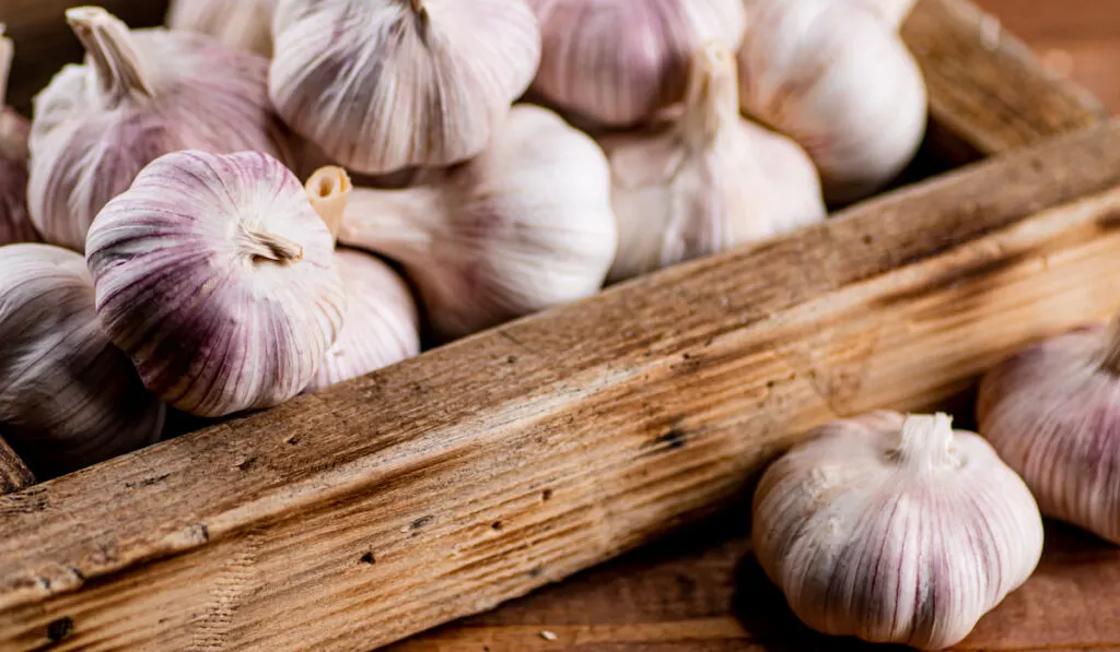 Bunch of whole garlic on wooden tray on a wooden background