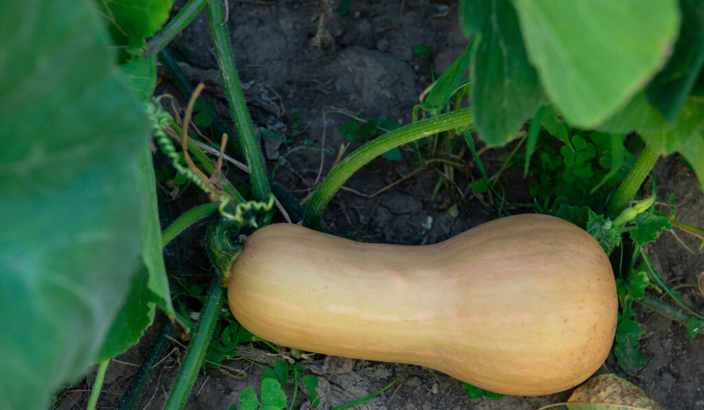 Butternut squash still attached to its plant