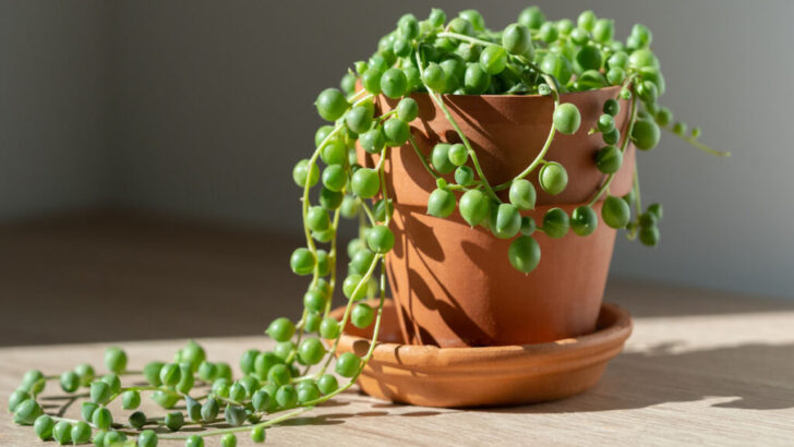 Closeup-of-Senecio-rowleyanus-houseplant-or-String-of-pearls-in-terracotta-flower-pot-at-home-with-sunlight