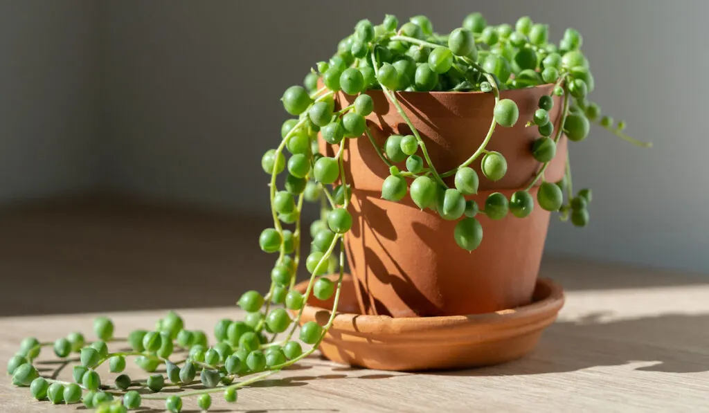 Closeup of Senecio rowleyanus houseplant or String of pearls in terracotta flower pot at home with sunlight