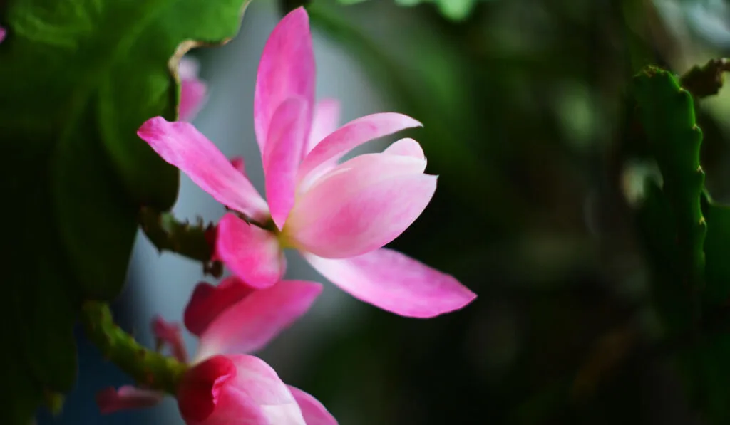 Closeup on pink Epiphyllum orchid cactus flower on green background