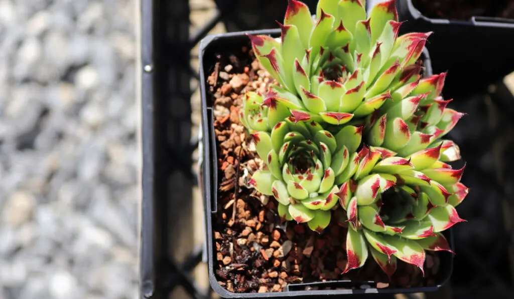 Closeup view of hens and chicks succulent plants