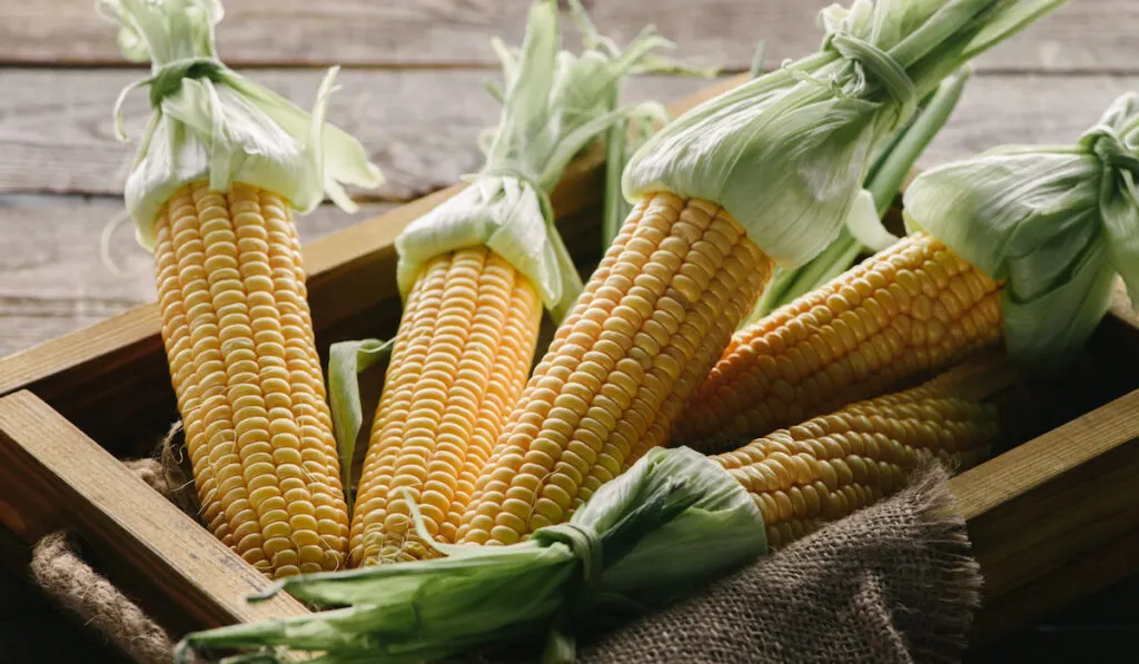 Closeup view of ripe corn cobs in box with sack cloth on wooden surface