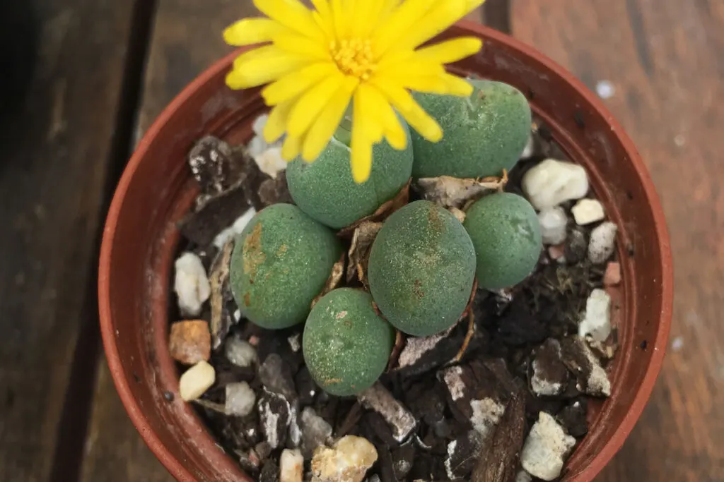 Conophytum Calculus with a yellow flower