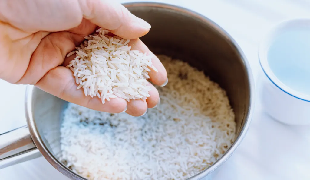 Cooking rice in a pot
