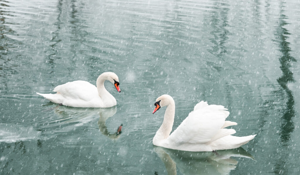 Couple of white swans swimming in the winter lake water
