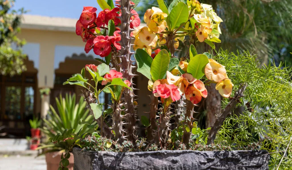 Crown of thorns beautiful flowers closeup