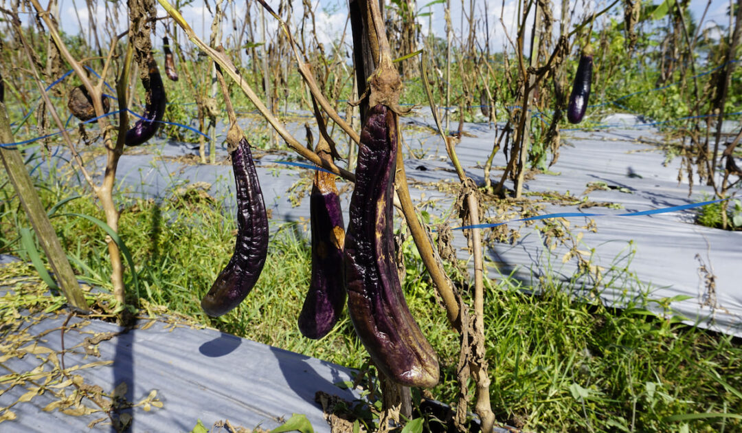 How To Tell if Eggplant Is Bad? Farmhouse Guide