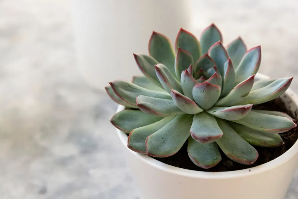 Echeveria on a small pot