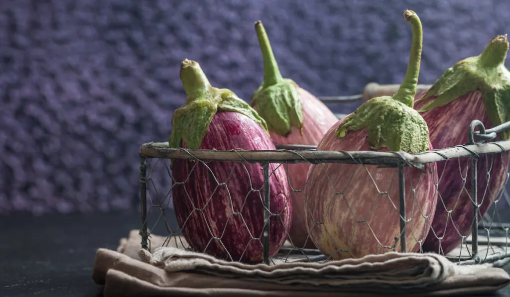 Eggplants in metal basket over dark slate background