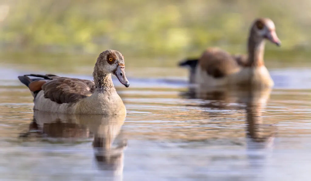 Egyptian goose couple swimming on the pond