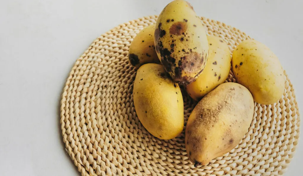 Few spoiled over-ripe yellow mangoes with patches of rot on round woven eco-napkin