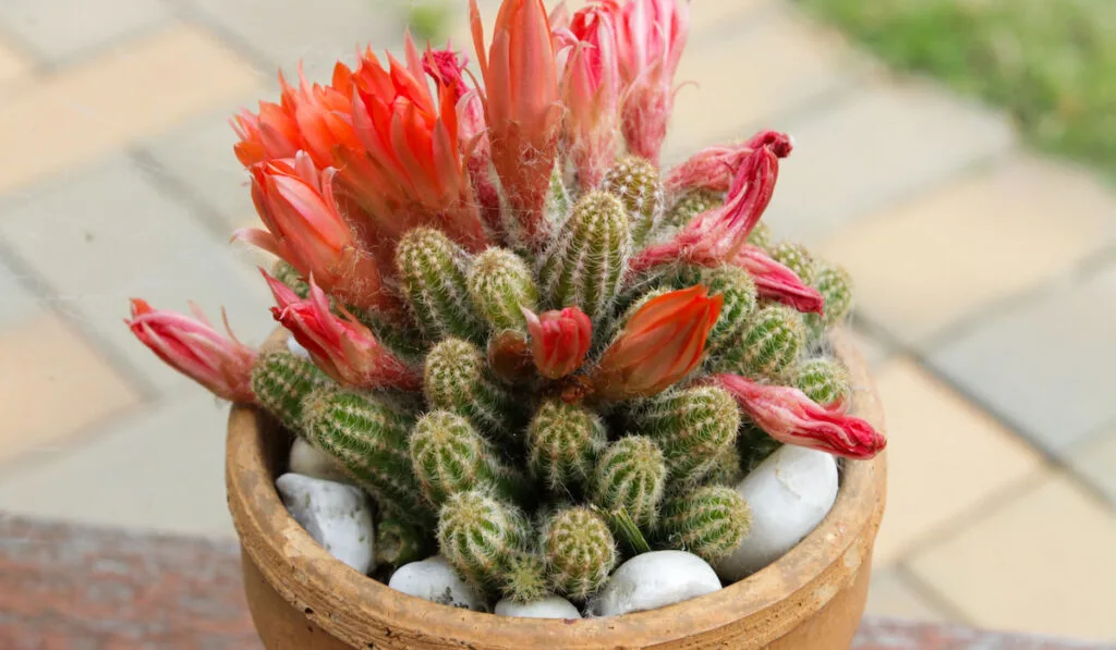 Flowering peanut cactus in a pot on a table outdoor
